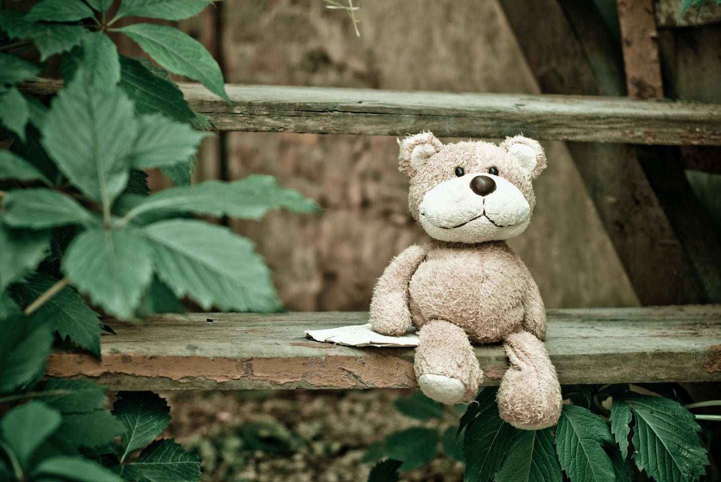 Bear fur JP